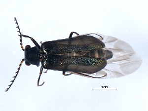 (Attalus nigrellus - 10PCCOL-0261)  @13 [ ] CreativeCommons - Attribution (2010) CBG Photography Group Centre for Biodiversity Genomics