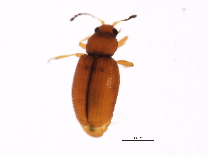  (Corticarina latipennis - 10PCCOL-0423)  @14 [ ] CreativeCommons - Attribution (2010) CBG Photography Group Centre for Biodiversity Genomics