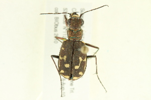  (Cicindela duodecimguttata - 10PCCOL-0781)  @14 [ ] CreativeCommons - Attribution (2010) CBG Photography Group Centre for Biodiversity Genomics