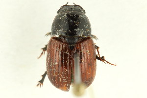  (Aphodius pedellus - 10PCCOL-0835)  @14 [ ] CreativeCommons - Attribution (2010) CBG Photography Group Centre for Biodiversity Genomics