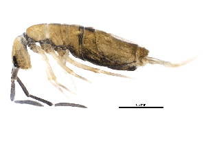  (Entomobrya unostrigata - BIOUG02088-A10)  @15 [ ] CreativeCommons - Attribution (2012) CBG Photography Group Centre for Biodiversity Genomics