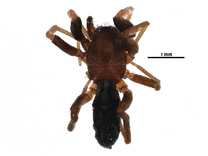  ( - BIOUG09531-G07)  @12 [ ] CreativeCommons - Attribution (2016) CBG Photography Group Centre for Biodiversity Genomics