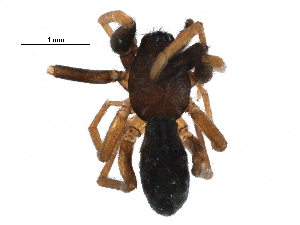  ( - BIOUG09531-G11)  @12 [ ] CreativeCommons - Attribution (2016) CBG Photography Group Centre for Biodiversity Genomics