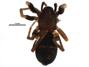  ( - BIOUG09531-H11)  @12 [ ] CreativeCommons - Attribution (2016) CBG Photography Group Centre for Biodiversity Genomics