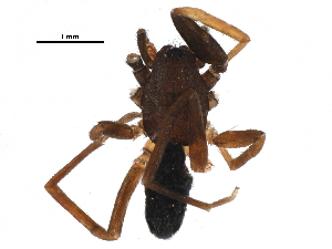  ( - BIOUG09533-C02)  @12 [ ] CreativeCommons - Attribution (2016) CBG Photography Group Centre for Biodiversity Genomics