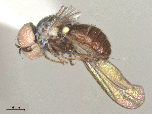  ( - 10BBCDIP-1529)  @11 [ ] CreativeCommons - Attribution Share - Alike (2025) CBG Photography Group Centre for Biodiversity Genomics
