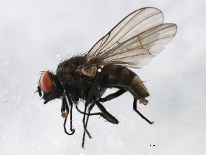  ( - 10BBCDIP-0915)  @13 [ ] CreativeCommons - Attribution (2010) CBG Photography Group Centre for Biodiversity Genomics