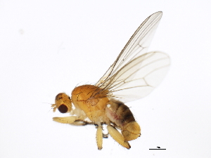 ( - 10BBCDIP-0938)  @13 [ ] CreativeCommons - Attribution (2010) CBG Photography Group Centre for Biodiversity Genomics