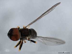 ( - 10BBCDIP-1054)  @12 [ ] CreativeCommons - Attribution (2010) CBG Photography Group Centre for Biodiversity Genomics