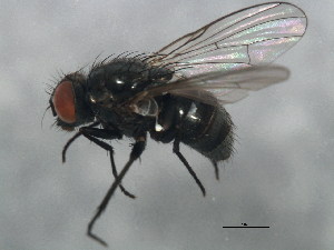  ( - 10BBCDIP-1228)  @12 [ ] CreativeCommons - Attribution (2010) CBG Photography Group Centre for Biodiversity Genomics