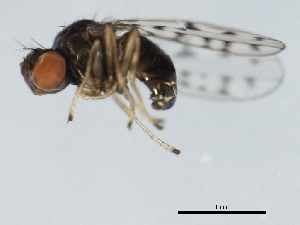  ( - 10BBCDIP-1335)  @12 [ ] CreativeCommons - Attribution (2010) CBG Photography Group Centre for Biodiversity Genomics