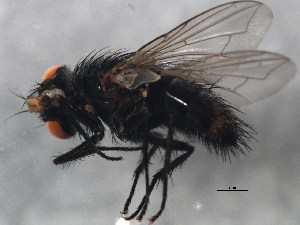  ( - 10BBCDIP-1611)  @12 [ ] CreativeCommons - Attribution (2010) CBG Photography Group Centre for Biodiversity Genomics