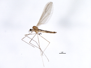 (Paracladura trichoptera - 10BBCDIP-1446)  @13 [ ] CreativeCommons - Attribution (2010) CBG Photography Group Centre for Biodiversity Genomics