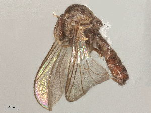  ( - 10BBCDIP-0213)  @11 [ ] CreativeCommons - Attribution Share - Alike (2025) CBG Photography Group Centre for Biodiversity Genomics