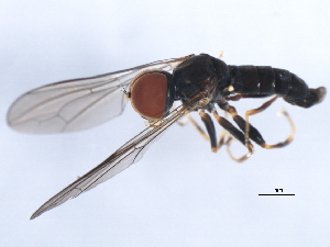  (Cephalosphaera sp. CAN2 - 10BBCDIP-0353)  @14 [ ] CreativeCommons - Attribution (2010) CBG Photography Group Centre for Biodiversity Genomics