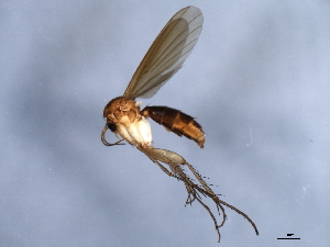  ( - 10BBCDIP-0387)  @13 [ ] CreativeCommons - Attribution (2010) CBG Photography Group Centre for Biodiversity Genomics