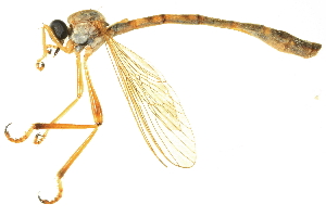  (Leptogaster flavipes - BIOUG02231-H11)  @14 [ ] CreativeCommons - Attribution (2013) CBG Photography Group Centre for Biodiversity Genomics