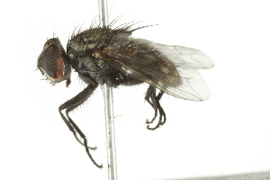  ( - 10BBCDIP-1989)  @12 [ ] CreativeCommons - Attribution (2010) CBG Photography Group Centre for Biodiversity Genomics