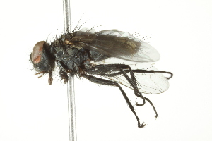  ( - 10BBCDIP-1996)  @13 [ ] CreativeCommons - Attribution (2010) CBG Photography Group Centre for Biodiversity Genomics
