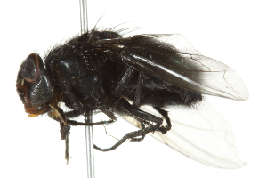  ( - 10BBCDIP-2001)  @13 [ ] CreativeCommons - Attribution (2010) CBG Photography Group Centre for Biodiversity Genomics