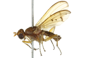  ( - 10BBCDIP-2142)  @13 [ ] CreativeCommons - Attribution (2010) CBG Photography Group Centre for Biodiversity Genomics