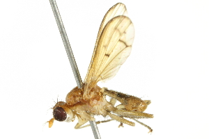  ( - 10BBCDIP-2145)  @14 [ ] CreativeCommons - Attribution (2010) CBG Photography Group Centre for Biodiversity Genomics