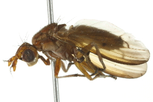  ( - 10BBCDIP-2154)  @14 [ ] CreativeCommons - Attribution (2010) CBG Photography Group Centre for Biodiversity Genomics