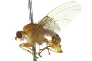  ( - 10BBCDIP-2155)  @13 [ ] CreativeCommons - Attribution (2010) CBG Photography Group Centre for Biodiversity Genomics