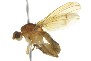  ( - 10BBCDIP-2162)  @14 [ ] CreativeCommons - Attribution (2010) CBG Photography Group Centre for Biodiversity Genomics