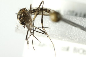  (Aedes atropalpus - 10BBCDIP-2304)  @12 [ ] CreativeCommons - Attribution (2010) CBG Photography Group Centre for Biodiversity Genomics