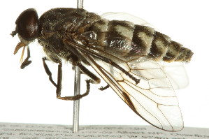  ( - 10BBCDIP-2338)  @13 [ ] CreativeCommons - Attribution (2010) CBG Photography Group Centre for Biodiversity Genomics