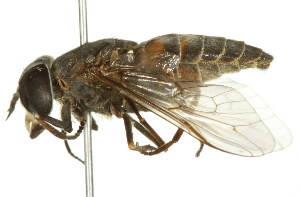  ( - 10BBCDIP-2354)  @14 [ ] CreativeCommons - Attribution (2010) CBG Photography Group Centre for Biodiversity Genomics