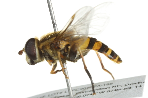  ( - 10BBCDIP-2569)  @13 [ ] CreativeCommons - Attribution (2010) CBG Photography Group Centre for Biodiversity Genomics