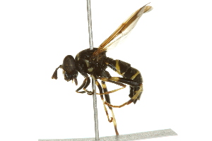  ( - 10BBCDIP-2577)  @13 [ ] CreativeCommons - Attribution (2010) CBG Photography Group Centre for Biodiversity Genomics