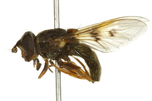  ( - 10BBCDIP-2606)  @12 [ ] CreativeCommons - Attribution (2010) CBG Photography Group Centre for Biodiversity Genomics