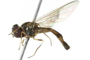  ( - 10BBCDIP-2667)  @13 [ ] CreativeCommons - Attribution (2010) CBG Photography Group Centre for Biodiversity Genomics