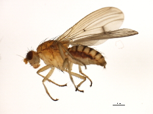  ( - 10BBCDIP-3044)  @14 [ ] CreativeCommons - Attribution (2010) CBG Photography Group Centre for Biodiversity Genomics
