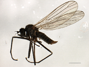  (Wiedemannia simplex - 10BBCDIP-3047)  @13 [ ] CreativeCommons - Attribution (2010) CBG Photography Group Centre for Biodiversity Genomics
