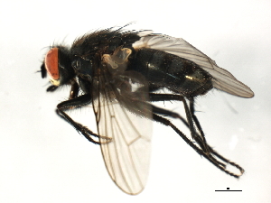  (Lispe frigida - 10BBCDIP-3048)  @14 [ ] CreativeCommons - Attribution (2010) CBG Photography Group Centre for Biodiversity Genomics