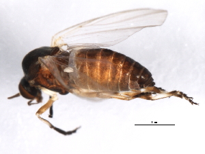  ( - 10BBCDIP-3401)  @12 [ ] CreativeCommons - Attribution (2011) CBG Photography Group Centre for Biodiversity Genomics