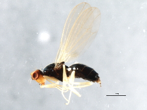  ( - 10BBCDIP-3411)  @12 [ ] CreativeCommons - Attribution (2011) CBG Photography Group Centre for Biodiversity Genomics