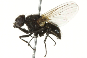  ( - 10BBCDIP-2951)  @14 [ ] CreativeCommons - Attribution (2011) CBG Photography Group Centre for Biodiversity Genomics