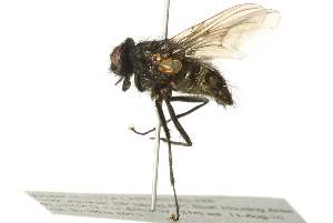  ( - 10BBCDIP-2972)  @13 [ ] CreativeCommons - Attribution (2011) CBG Photography Group Centre for Biodiversity Genomics
