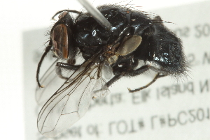  ( - 10BBCDIP-2974)  @12 [ ] CreativeCommons - Attribution (2011) CBG Photography Group Centre for Biodiversity Genomics