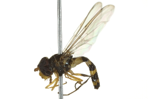  ( - 10BBCDIP-2734)  @13 [ ] CreativeCommons - Attribution (2010) CBG Photography Group Centre for Biodiversity Genomics