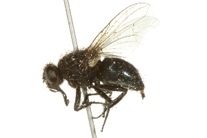  ( - 10BBCDIP-2849)  @12 [ ] CreativeCommons - Attribution (2010) CBG Photography Group Centre for Biodiversity Genomics