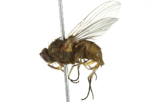  ( - 10BBCDIP-2856)  @12 [ ] CreativeCommons - Attribution (2010) CBG Photography Group Centre for Biodiversity Genomics