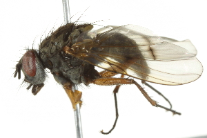  ( - 10BBCDIP-2889)  @14 [ ] CreativeCommons - Attribution (2010) CBG Photography Group Centre for Biodiversity Genomics