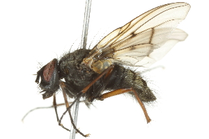  ( - 10BBCDIP-2894)  @12 [ ] CreativeCommons - Attribution (2010) CBG Photography Group Centre for Biodiversity Genomics