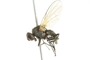  ( - 10BBCDIP-2936)  @14 [ ] CreativeCommons - Attribution (2010) CBG Photography Group Centre for Biodiversity Genomics